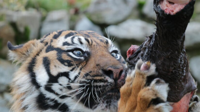 Can 499999 Strong Humans Beat a Tiger? Can 499999 Strong Humans Beat a Tiger